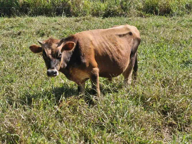 Tourinho Jersey