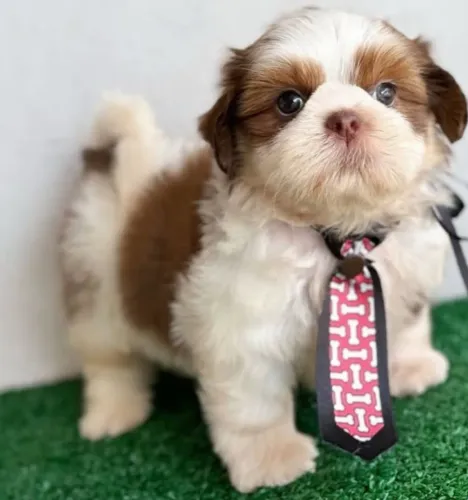 Filhote de shih Tzu macho