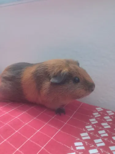 Vendo porquinho da Índia + cercadinho