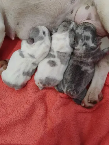 Bulldog Francês Exótico Macho e Fêmea 