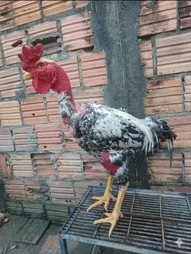 POLACO GIGANTE