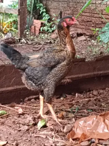 Galinha caipira 