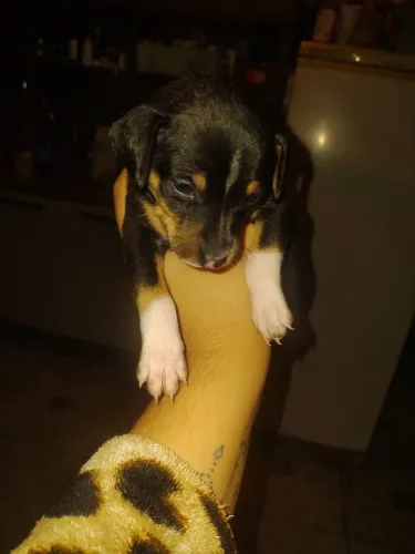 Cachorro pinscher misturado