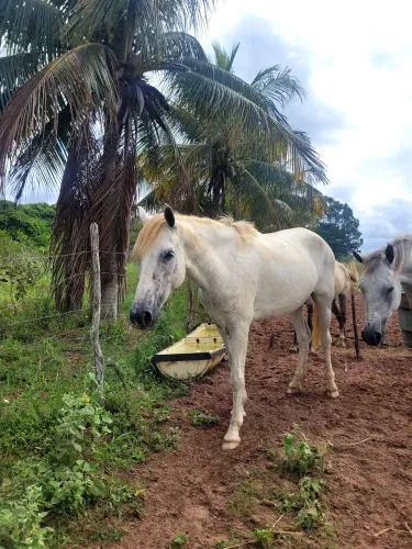 Égua mangalarga genuína de picado
