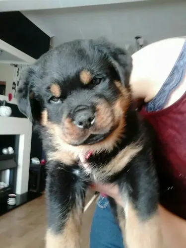 Filhotes De Rottweiler - Um Pedacinho De Alegria Em Cada Latido!