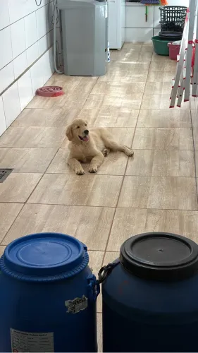 Golden retriever 