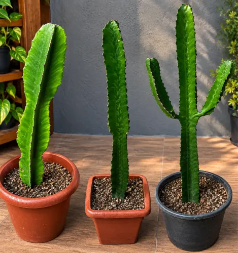 Plantas
