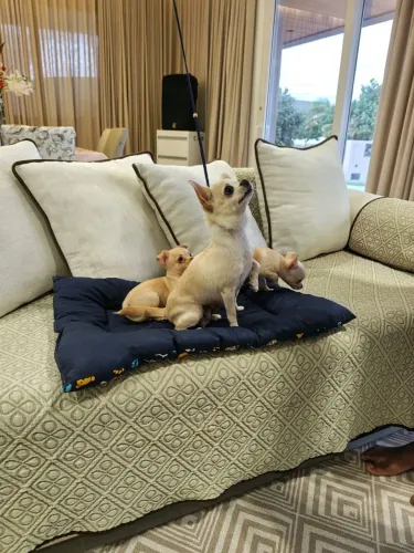 Chihuahua filho de campeões
