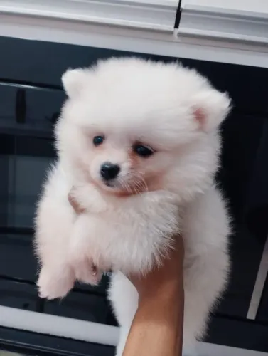 Lulu da Pomerânia fofo 