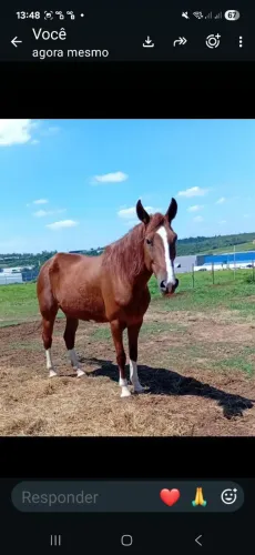 Cavalos