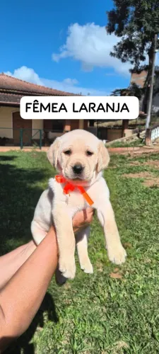 Filhote de labrador 