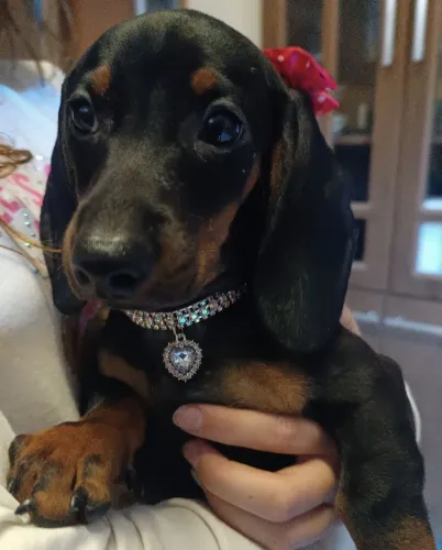 Dachshund fêmea 3 doses vacinas