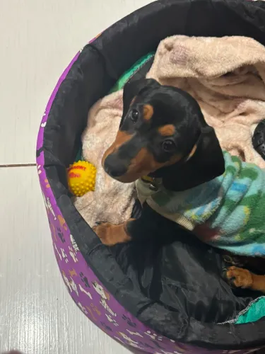 Filhote de Dachshund