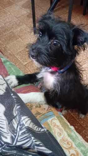 filhote yorks/fêmea 4meses