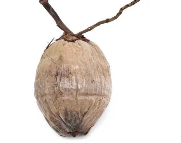 Côco seco na casca