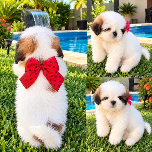 Shihtzu Macho