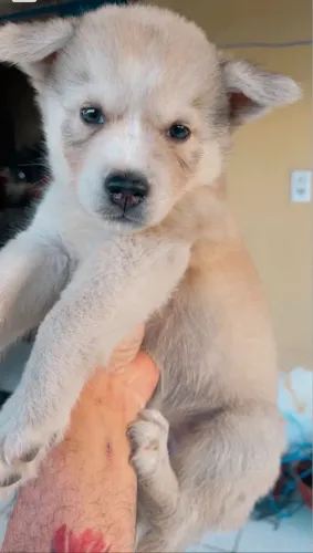 Venda-se Filhote de husky siberiano raça pura!!