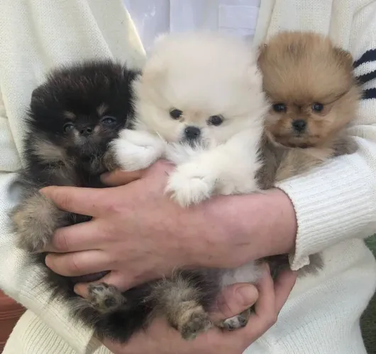 Lulu da Pomerânia filhotes anão 