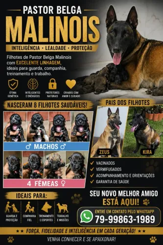 Vendo filhotes de pastor Belga Malinois 