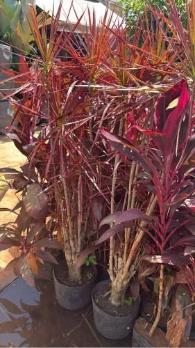 Muda de Dracena Tricolor Maior