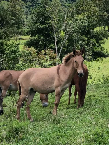 Vendo Burros