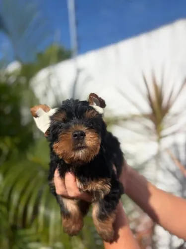 Filhote MACHINHO YORKSHIRE Terrier.  Príncipe de pelos sedosos!