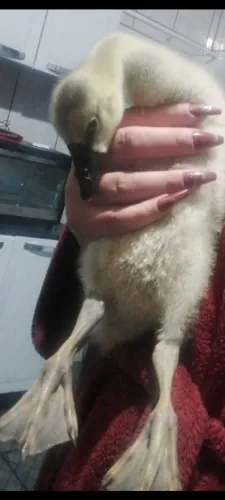 Vendo filhote de ganso africano !!!