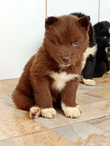 Husky siberiano mostly red e mostly Black