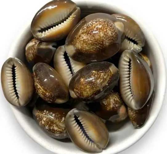 Conchas de búzios 500 gramas tudo 10