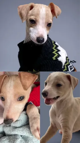 Filhotes de Galgo italiano