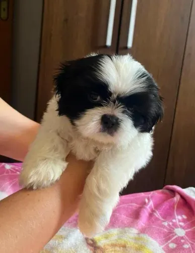 Shih Tzu 
