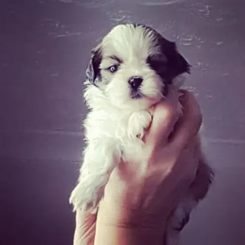 Shih Tzu Um filhote pronto para mudar sua rotina e vida