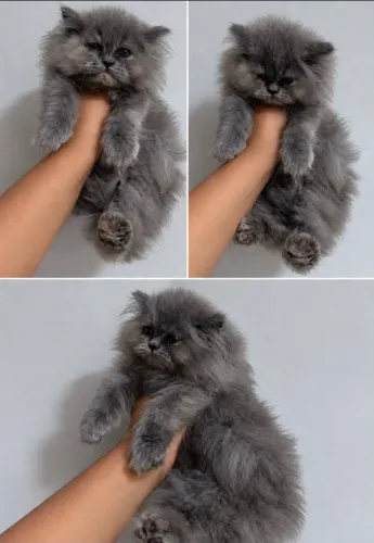 Gata da raça persa