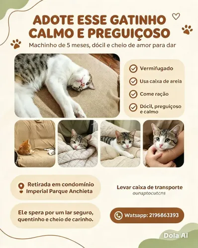 Doação gato macho 