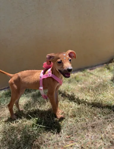 Cachorro filhote fêmea porte pequeno 3 meses para doação 