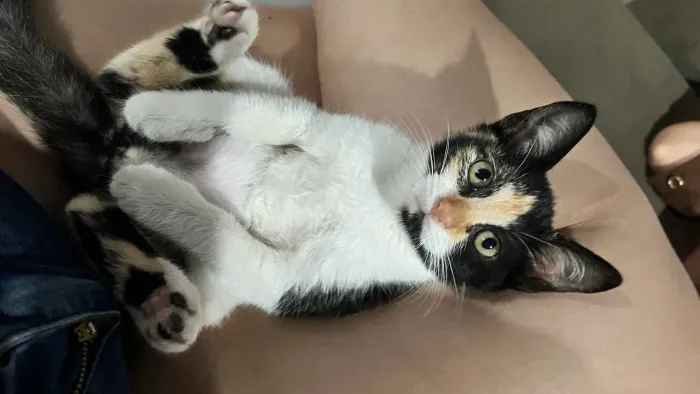 gatinhos para adoção