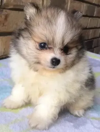 Filhote de Spitz Alemão Cheio de Fofura e Personalidade