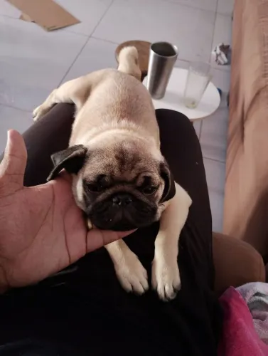 Pug filhote