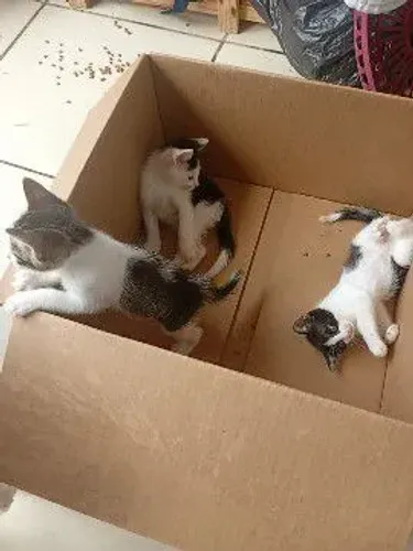 Gatinhos para adoção