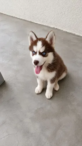 Filhote de Husky