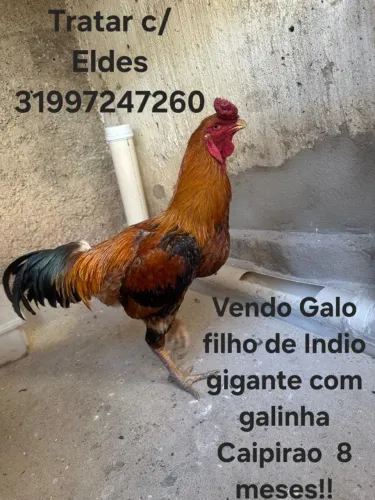 Galo filho de Indio