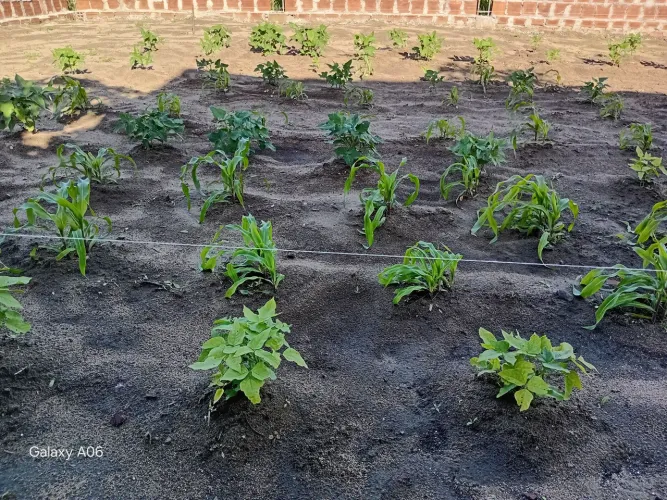 Terreno em carne de vaca nascente 