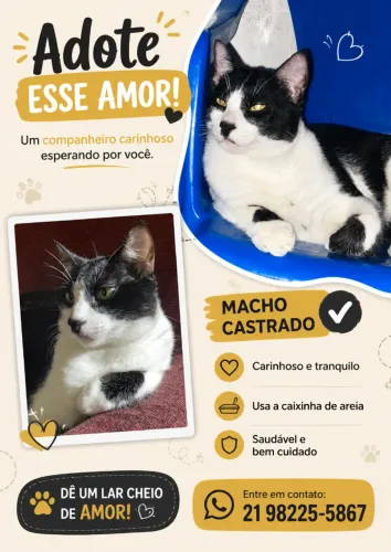 Doação de gato