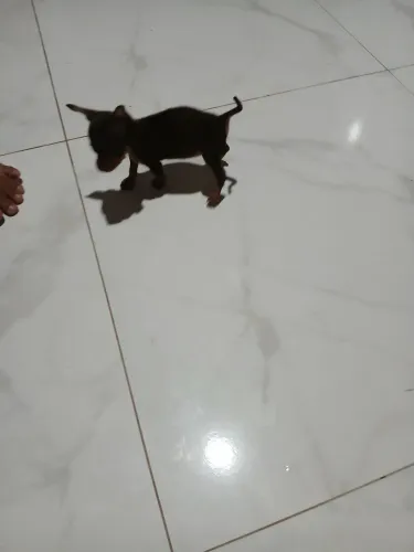 Vendo um filhote de pinscher