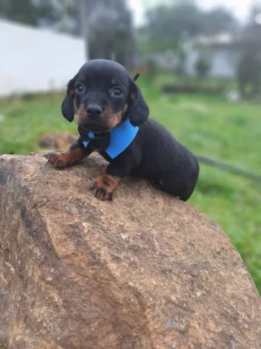 Belo macho de dachshaud a pronta entrega