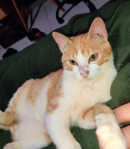 Gato laranja