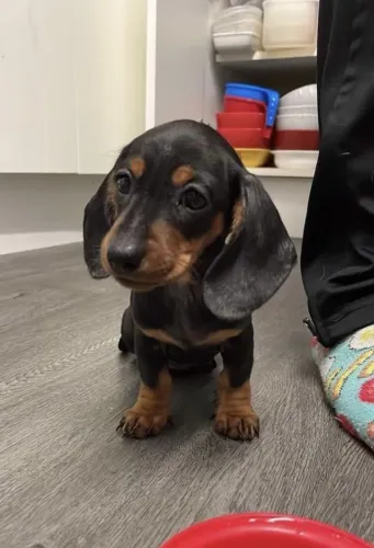 Fêmea de dachshund incrível para sua família filhote 