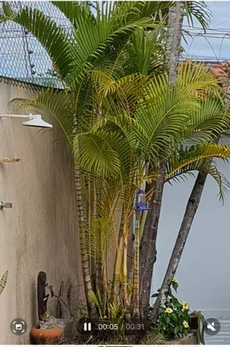 Vendo Palmeiras adultas de Areca Bambu