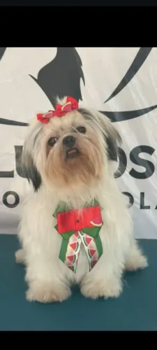 Vendo cachorra Shitzu fêmea 