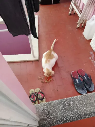 Doa se um lindo gatinho manso carinhoso